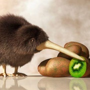 Kiwi Kiwi?