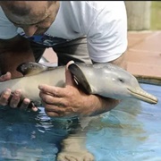 Baby Dolphin