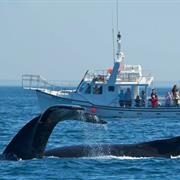 Freeport, Maine Whale Watching