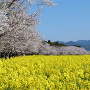 Saito, Miyazaki, Japan