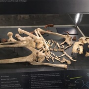 The Skeletons of Stonehenge