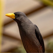 Grosbeak Starling