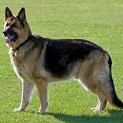 German Shepherd