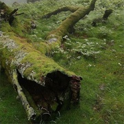 Mossy