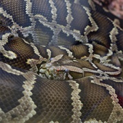 Burmese Rock Python