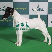 Fox Terrier (Smooth)