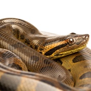 Green Anaconda