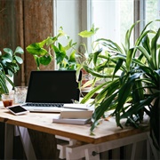 Buy a Plant for Your Desk at Work