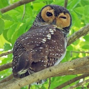 Spotted Wood Owl