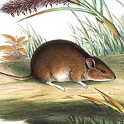 Gould's Mouse