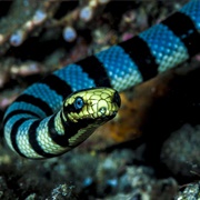 Sea Snake