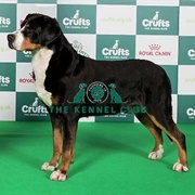 Great Swiss Mountain Dog