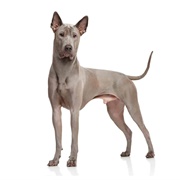 Thai Ridgeback