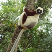 Sifakas