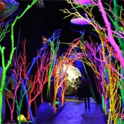 House of Eternal Return