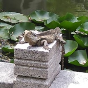 Water Dragons of the Chinese Garden of Friendship