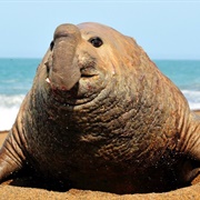 Southern Elephant Seal