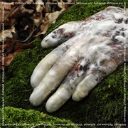 Antwood - Virtuous.Scr