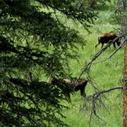 Venture Into the Wilderness to Watch Wild Animals