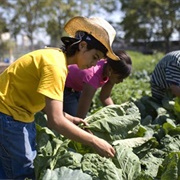 Red Hook Community Farm