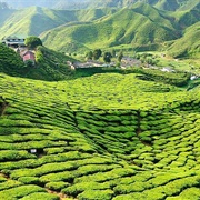 Cameron Highlands, Malaysia