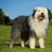 Old English Sheepdog