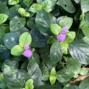 Magenta Plant (Dicliptera Tinctoria)