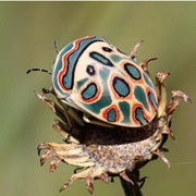 Picasso Bug
