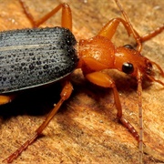 Bombardier Beetle