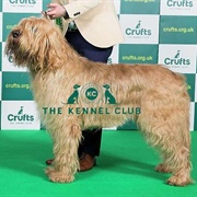 Otterhound