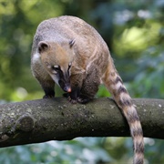 Brown-Nosed Coati
