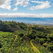 Coffee Plantations of the Central Valley, Costa Rica