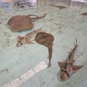 The Shark and Ray Rescue Centre