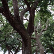 Stede Bonnet Hanging Site