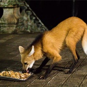 Maned Wolves of Santuário Do Caraça