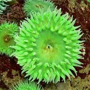 Green Surf Anemone