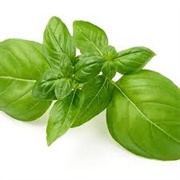 Fresh Basil