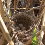 Bird Nest