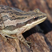 Boreal Chorus Frog