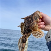 Longhorn Sculpin