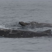 Arnoux's Beaked Whale