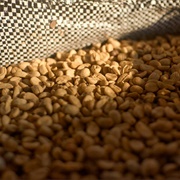 Imraguen Women's Mullet Bottarga (Mauritania)