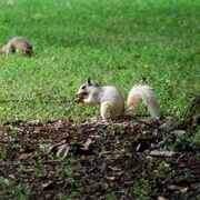 Brevard White Squirrels