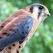 Cascades Raptor Center