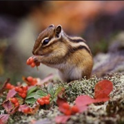 Chipmunk Baby