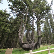 Octopus Tree of Oregon