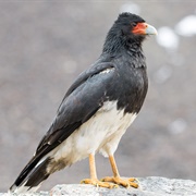 Mountain Caracara