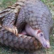 Pangolin Rehabilitation Center (Permanently Closed)