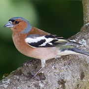 Chaffinch
