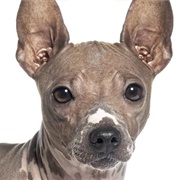 American Hairless Terrier